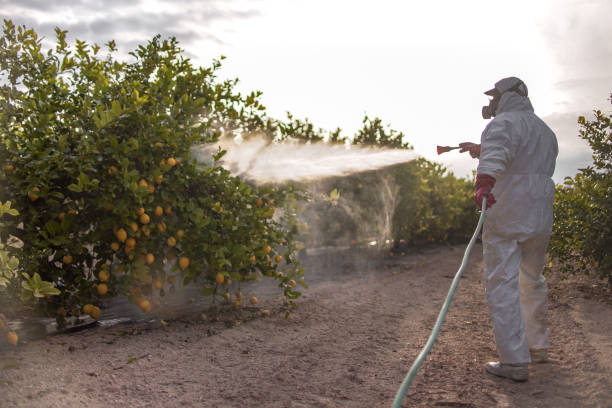 Best Affordable Pest Control Services  in Newk, AR