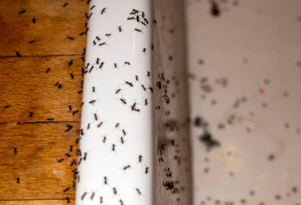 Best Commercial Pest Control Services  in Newk, AR