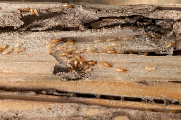 Best Residential Pest Control  in Newk, AR