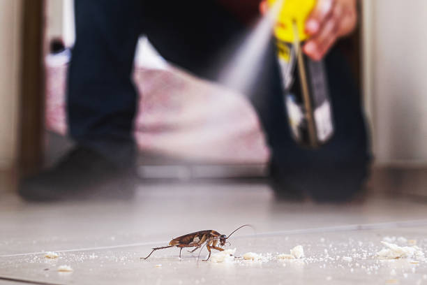 Best Wasp Removal Services  in Newk, AR